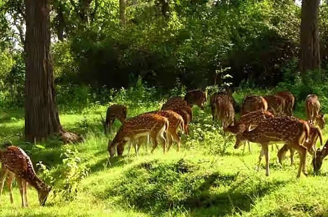 Birsa Deer Park (Birsa Mrig Vihar)